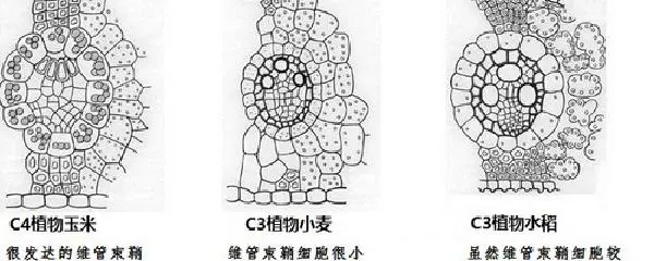 如何提高篮球罚球命中率?_2